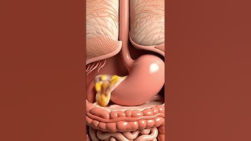 Inside Digestion 3D 🍕 | Realistic Pizza Digestive Flow | Transparent Anatomy Animation