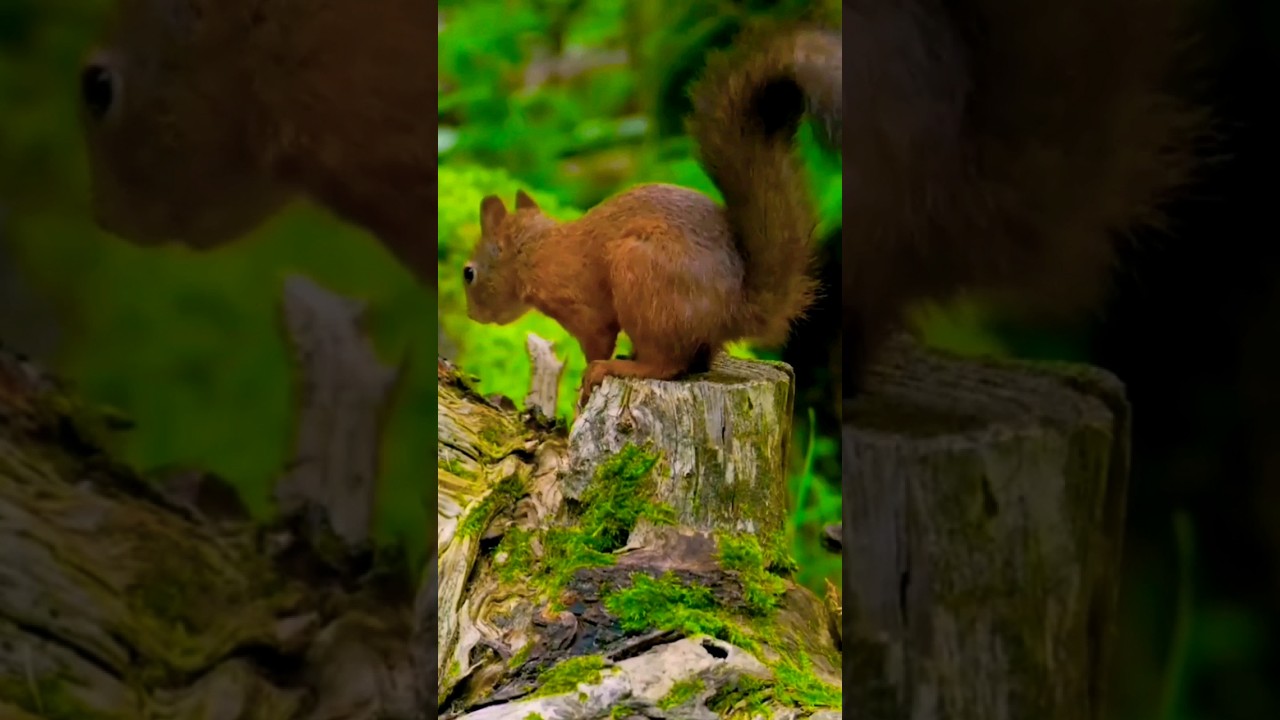 Guarda Squirrel Back Flip #shorts #backflip su YouTube Guarda Squirrel Back Flip #shorts #backflip su YouTube