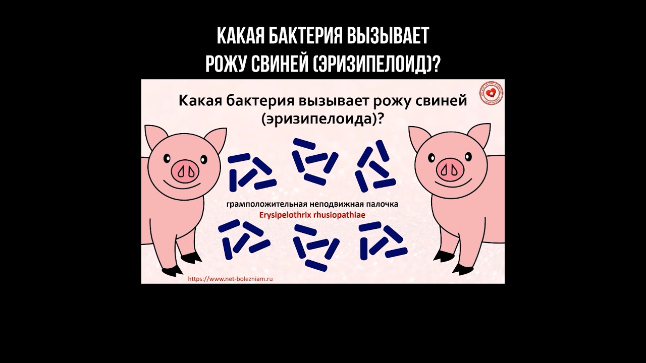 Какая бактерия вызывает рожу свиней (эризипелоид)? #рожа #эризипелоид #инфекция #рожасвиней