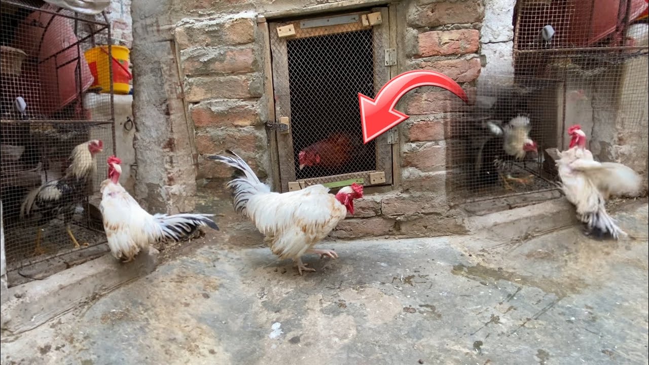 Chhote Don Ko gussa a Gaya 😱