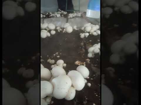 زراعة الفطر في فلسطين تل نابلس