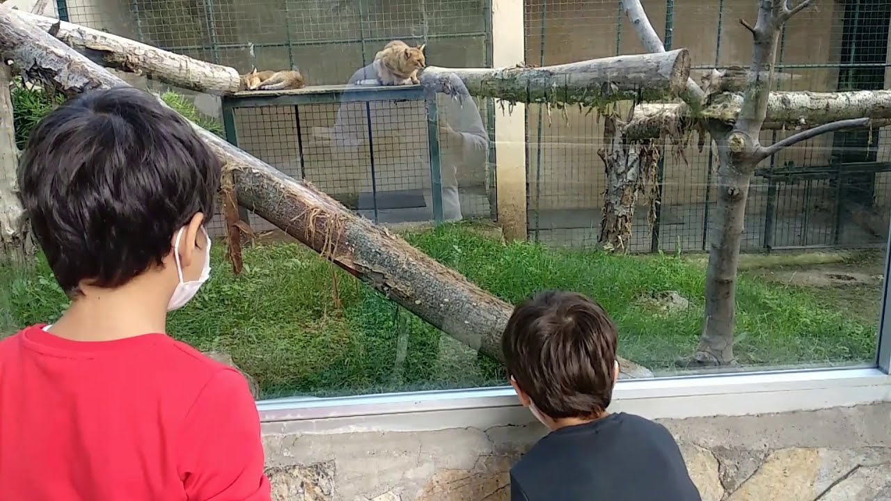 Darıca  Hayvanat  Bahçesi #hayvanat bahçesi #darıca hayvanat bahçesi