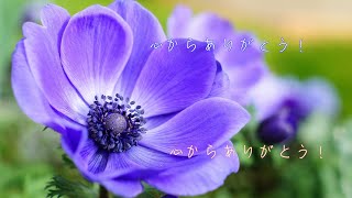 アネモネ 2023ver/チネンユーダイ feat.初音ミク