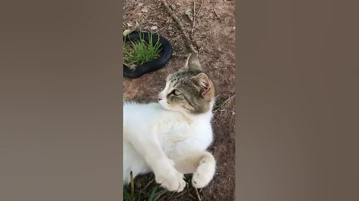 Cats Vs Snake #mustwatch - DayDayNews