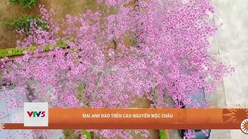 MAI ANH ĐÀO TRÊN CAO NGUYÊN MỘC CHÂU | VTV5