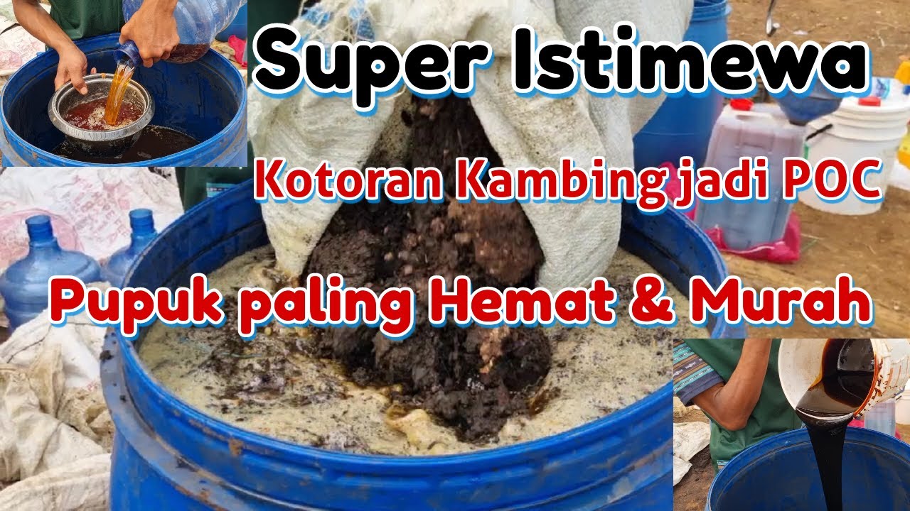 CARA MUDAH MEMBUAT PUPUK ORGANIK CAIR (POC) DARI KOTORAN KAMBING TUNGGU 30 HARI UNTUK HASIL MAKSIMAL