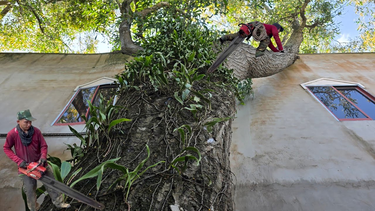 Cưa cây tràm bông vàng siêu to , Nghiêng vào nhà đại gia , Ở tri tôn . Cưa cây kỷ thuật cao 