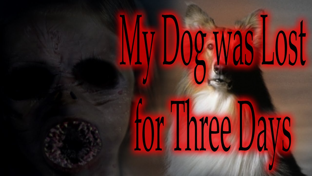 my dog went missing for 3 days