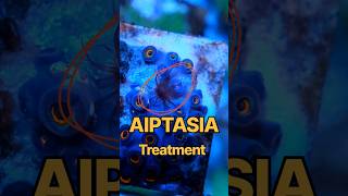 Aiptasia on my Zoas! How to Treat and Kill Aiptasia! #reeftank #saltwatertank  #zoanthids #zoas