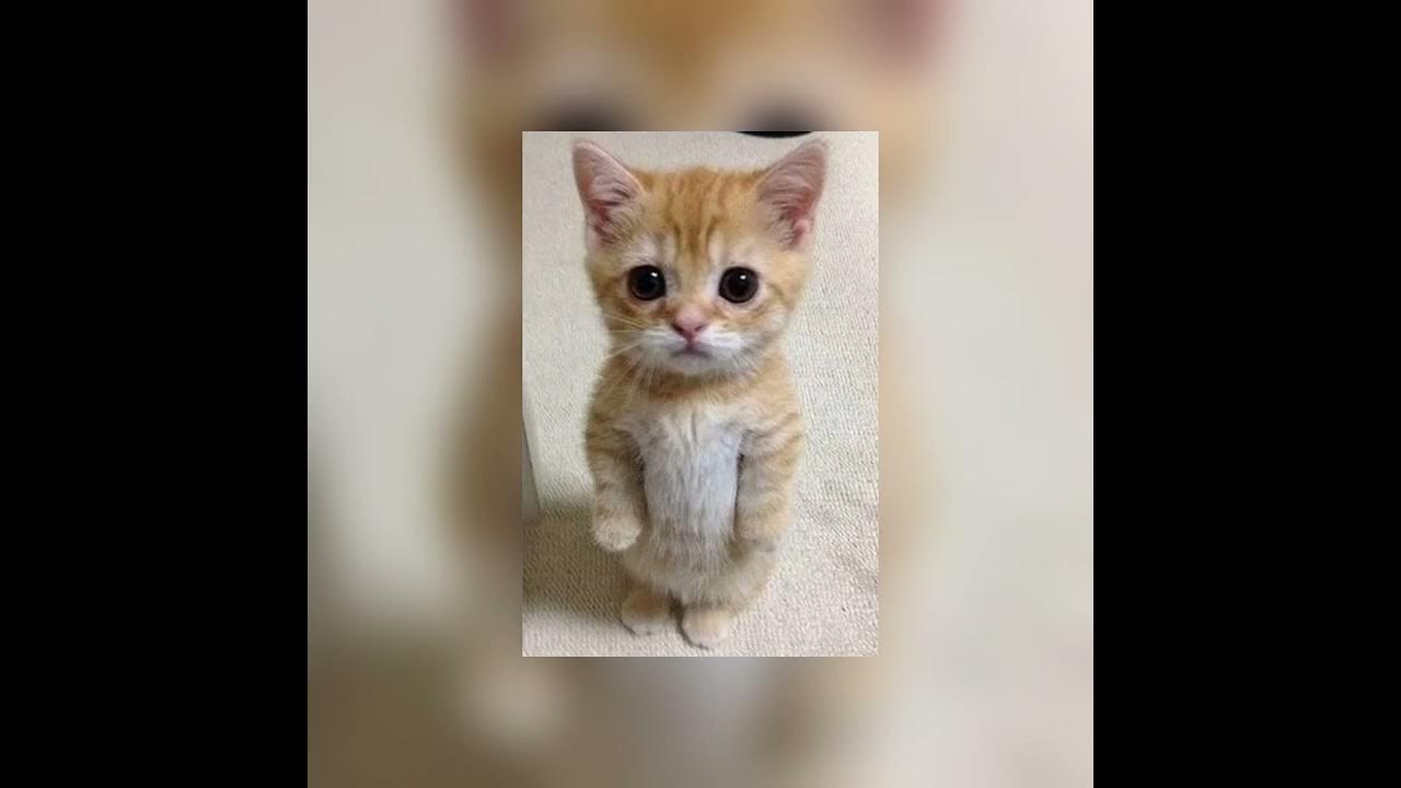 Kabunn speed кот. Скинь котиков обложка песня. Кошачья дискотека. Кошечки хорошие лишнего. Песня кошечки хорошие лишнего speed up.