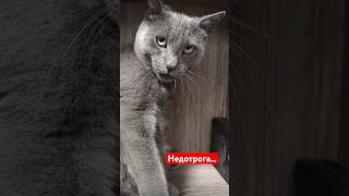 Котики 🐈 каждый подросток такой #приколыскотами #юмор #cat #смешнойкот #прикол #котик #подростки