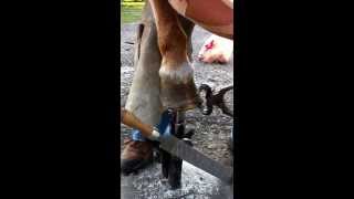 Trimming Hooves Of A Chronically Foundered Ponyhorse. Natural Hoof Trimming.