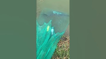 Lưỡi tam câu lục, lưỡi tứ câu lục, phao câu lục, phao chống sóng, mồi câu trắm đen, mồi câu chép