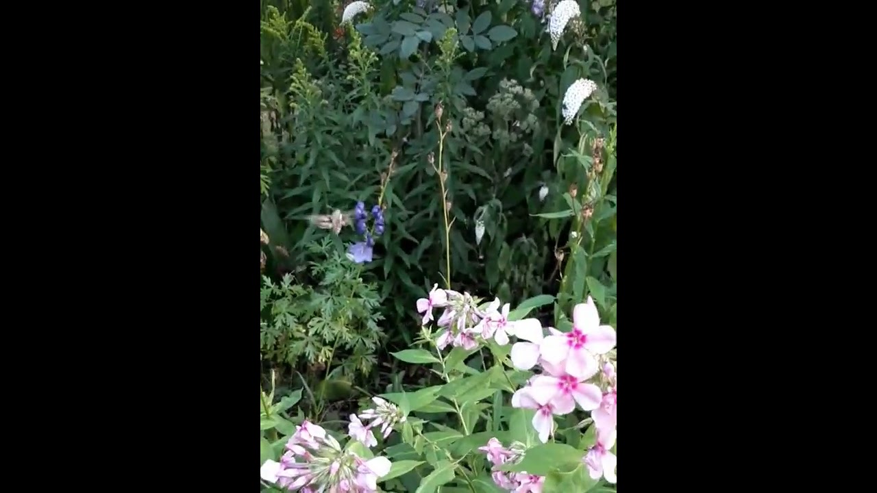Bedstraw hawkmoth. Hyles gallii. på Dansk Snerresværmer