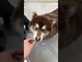 Grandpa Gets Paneer, Grandma Gets Til… But What About the Dog?🐶❤️#shorts