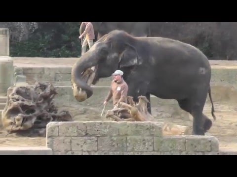 Video: Hur Man Blindar En Elefant