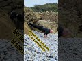 Benefits of doing pushups #youtubeshorts #pushups #life