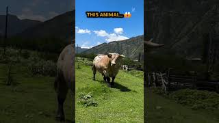 Bit of a Transformation...Wait for it ! #animals #wildlife #shorts