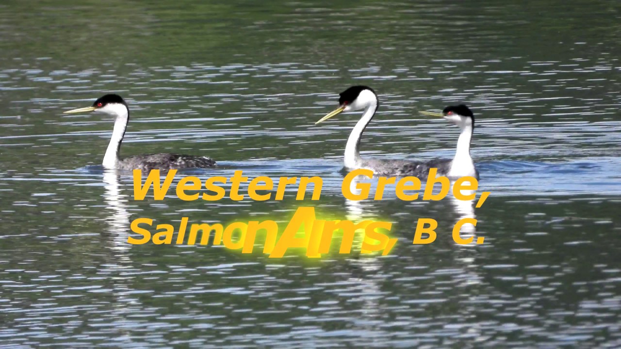 Western Grebe 