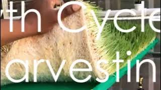 Introduction to Hydroponic Fodder Systems