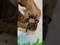Taksinus Bambus Tarantula /// Super Rare !!! #pititarantula #taksinusbambus
