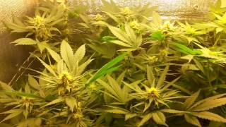 DIY homemade medical cannabis grow