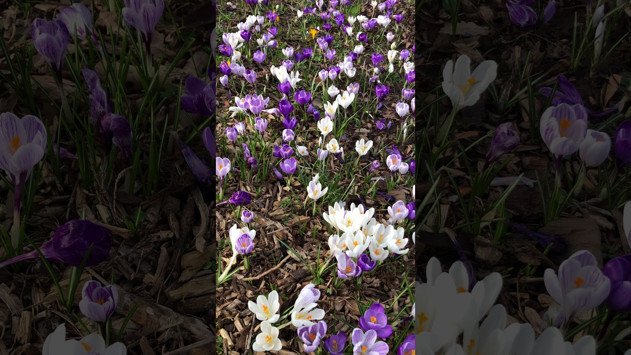 Crocus (Crocus x) - plants in flower (mixed) - February 2021