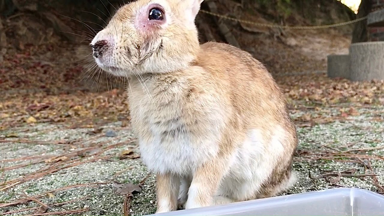 Rabbit with scar under eye - YouTube