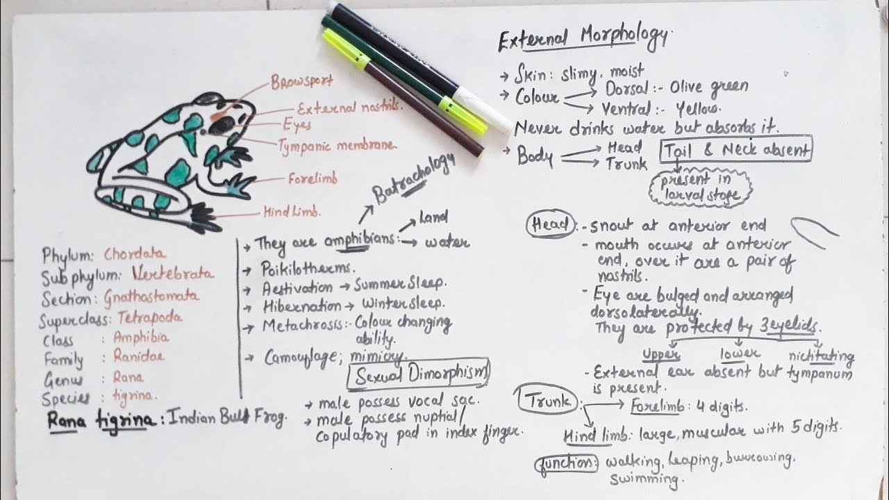 Morphology Of Frog Class 11 YouTube