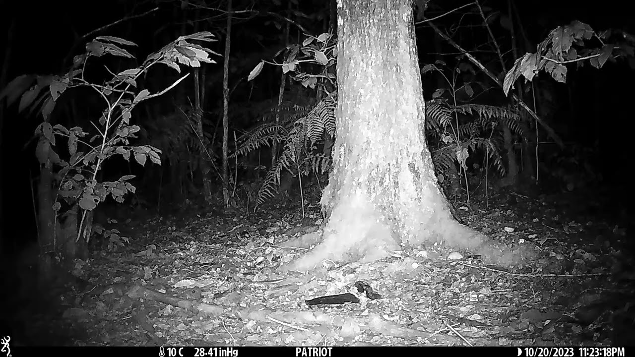 Genetkat - Genette commune - Common Genet - Genetta genetta