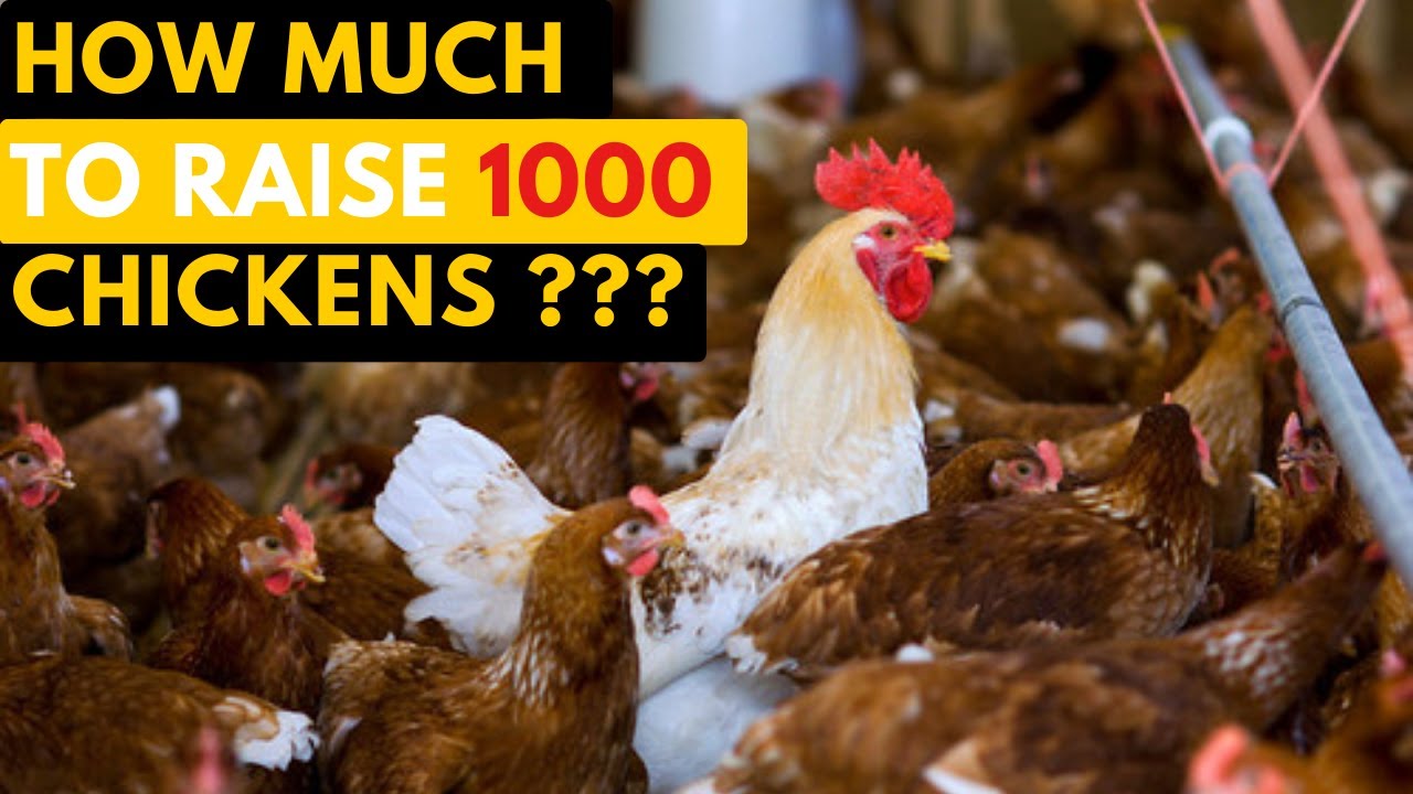 how-much-do-you-need-to-raise-1000-chickens-for-market-90-days