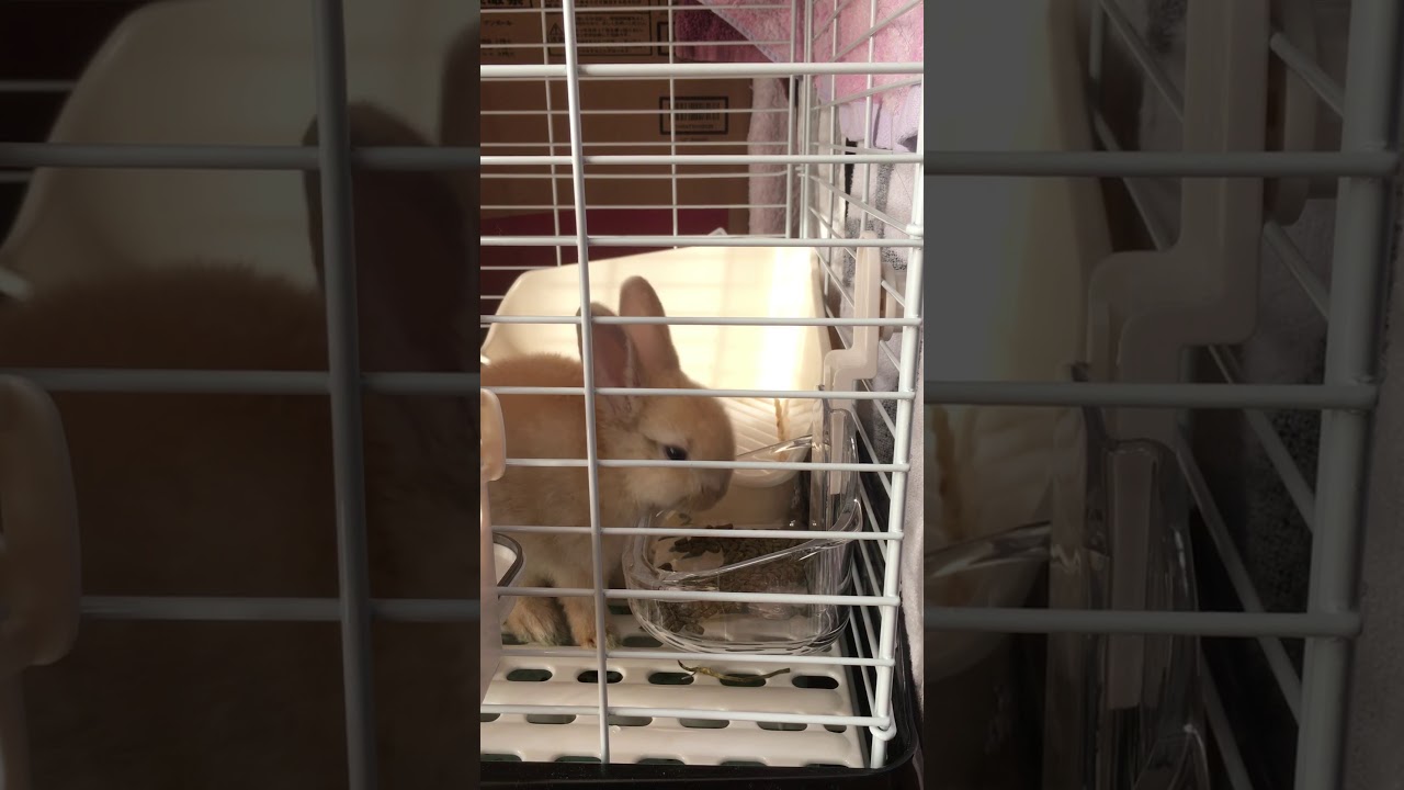 Asmr お風呂の音にびっくりするうさぎ Youtube