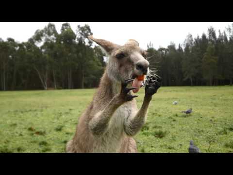 Kangaroo Trip Australiaonline Morisset Park