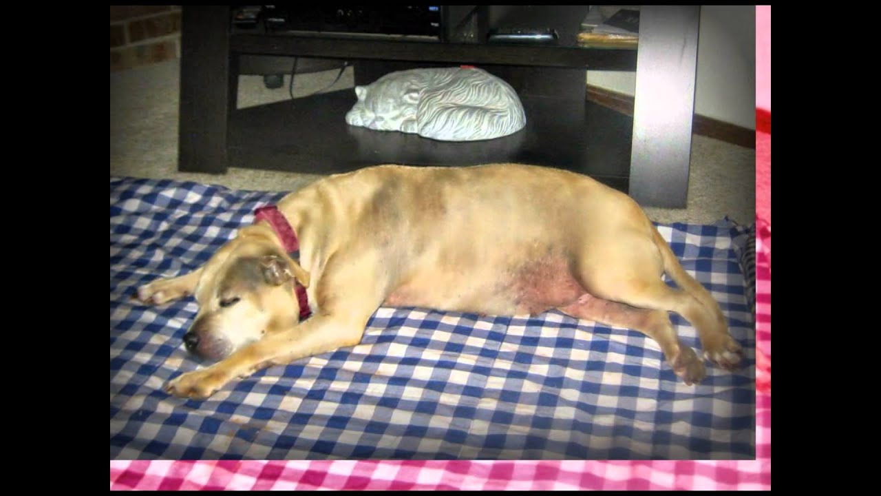 Gracie's Heart will go on......