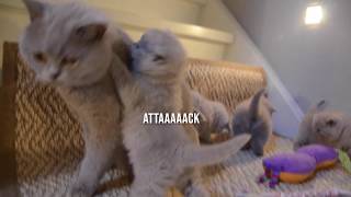 ADORABLE 4 w/o british shorthair kittens playtime! by Nicki's Kitty's 574 views 5 years ago 2 minutes, 53 seconds