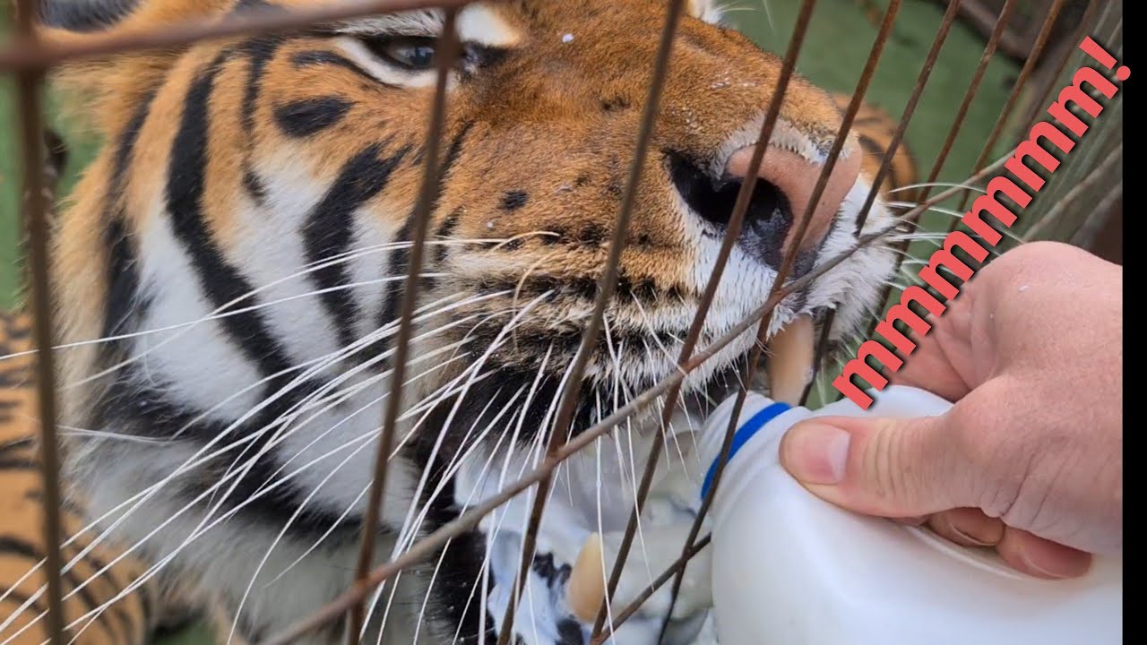 Can milk really help for this ? - YouTube