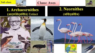 Aves | Classification of Aves | Class Aves: Classification