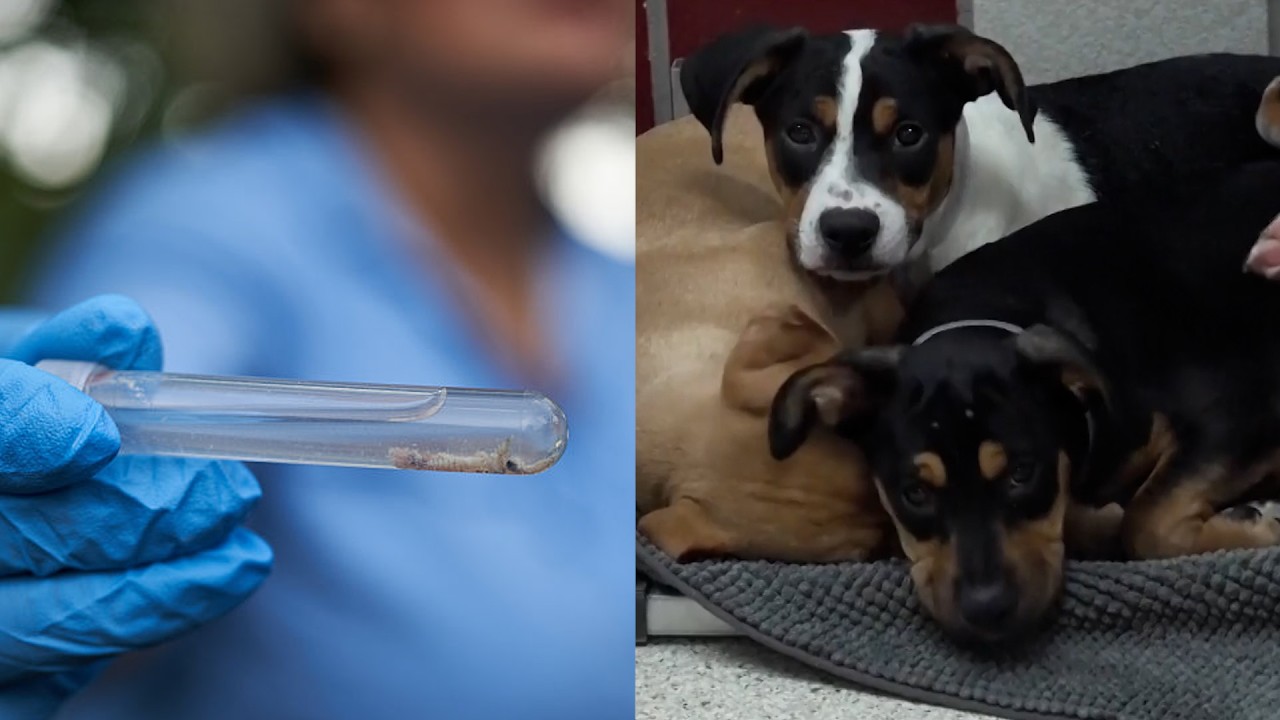 Flesh-Eating Parasite Threatens Adoption Process For Thousands Of Animals