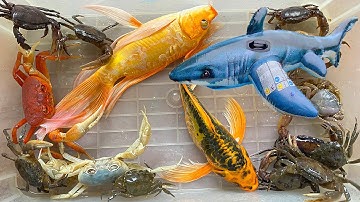 Kem Ốc Chanel bắt con cua, con cá gặp con mắt kinh dị tấn công cá sấu, con bò. Khám bệnh cho cá mập.