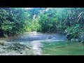 Clear Your Mind for Work with River Sounds and Birds Chirping
