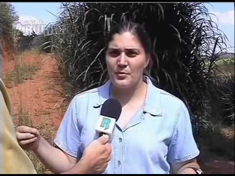 Vídeo: Como Alimentar Cabras