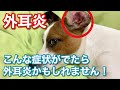 【外耳炎】愛犬が耳の病気になりました　ジャックラッセルテリア【なのは】