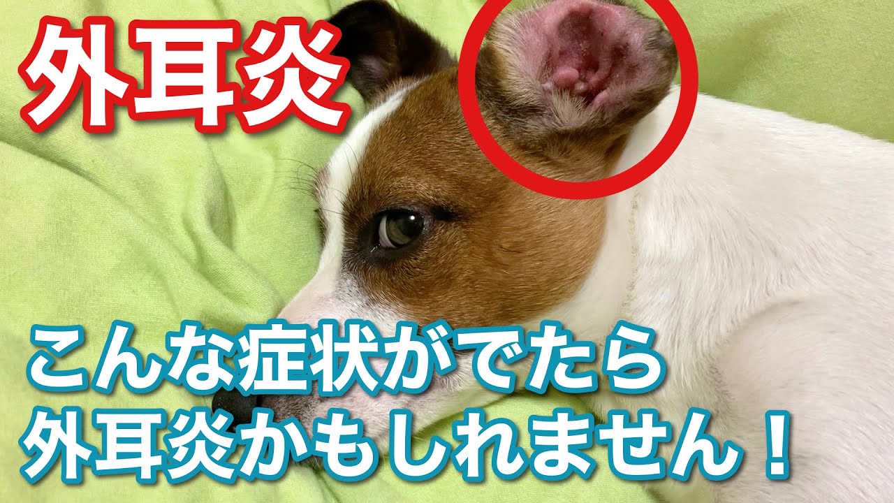 外耳炎 愛犬が耳の病気になりました ジャックラッセルテリア なのは Youtube
