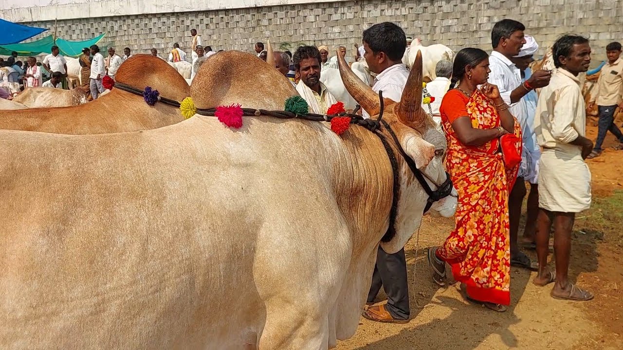 దేవరకద్ర సంతలో దిట్టంగా ఉన్న నల్లమల తూర్పు జాతి ఎద్దుల రేటు | Turpu Bulls prices in Devarakadra 