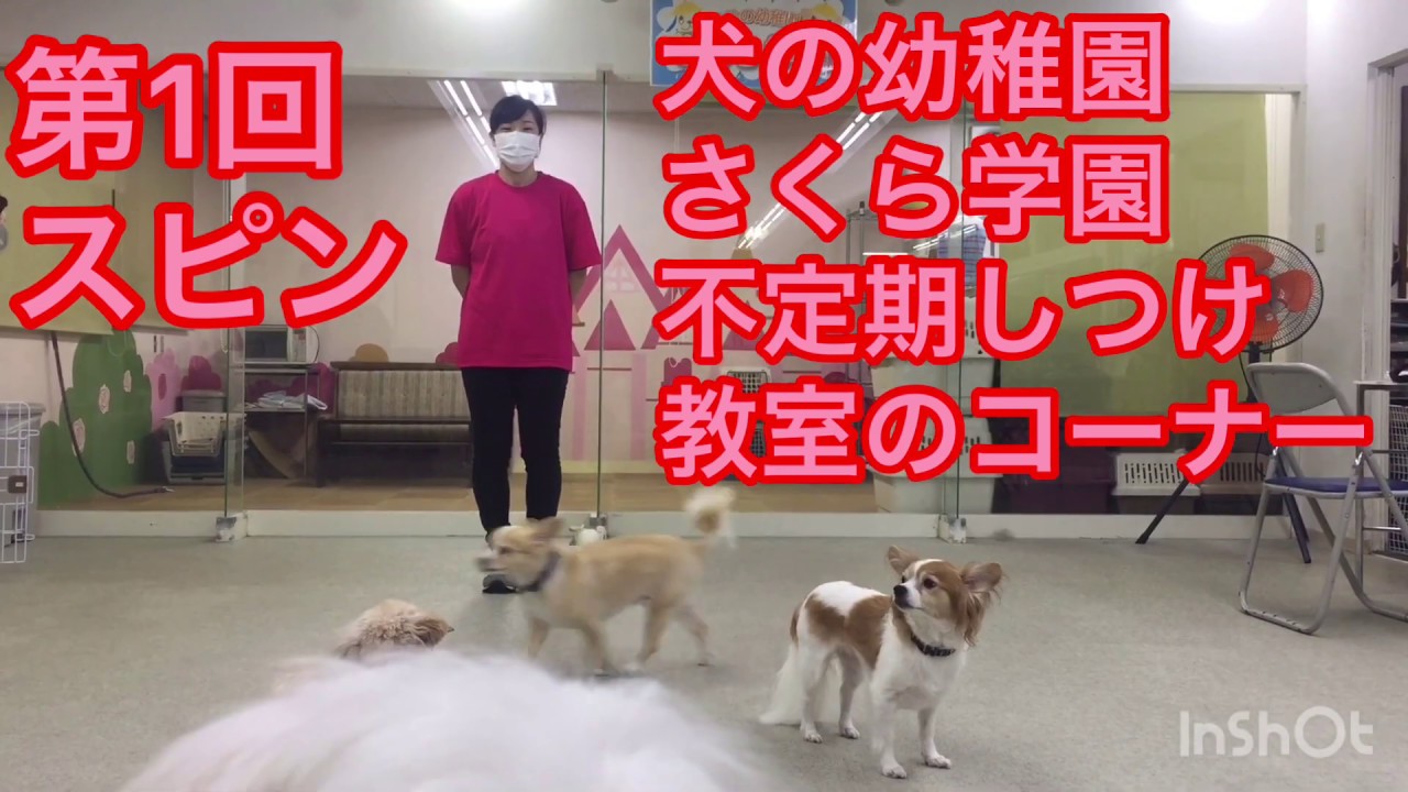 不定期 しつけ教室のコーナー 第1回スピン いぬの幼稚園 さくら学園のブログ