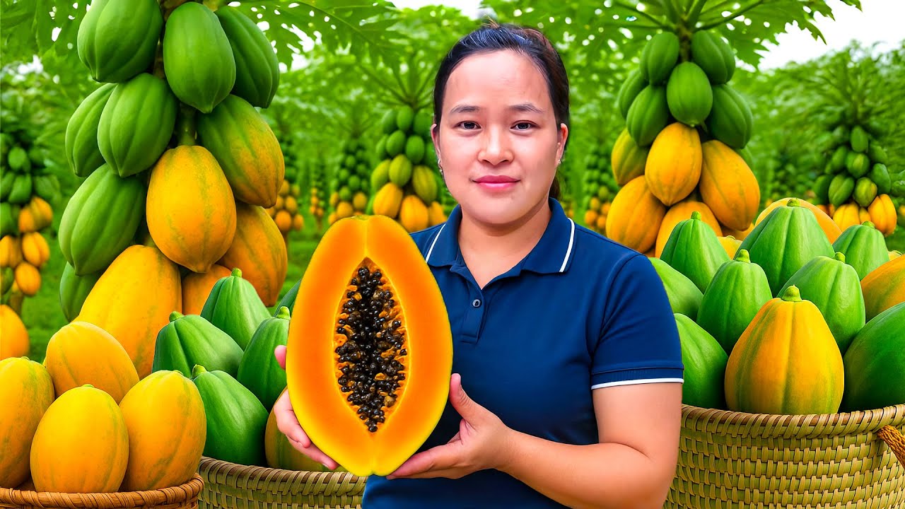 完熟パパイヤを収穫して市場へ｜おうちで作るパパイヤ料理🍽️