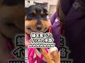 ㊗️100万再生突破！！！イッヌの動画見て笑ったら寝ろwwwww