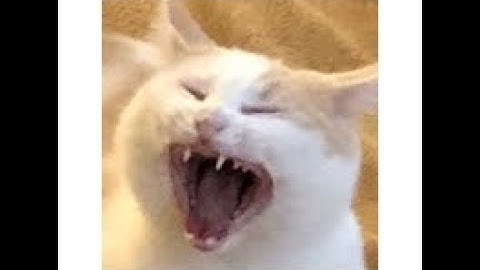 VRChat MMD Lip sync tutorial