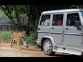 National Park  tiger attack Bannerghatta in Bengaluru