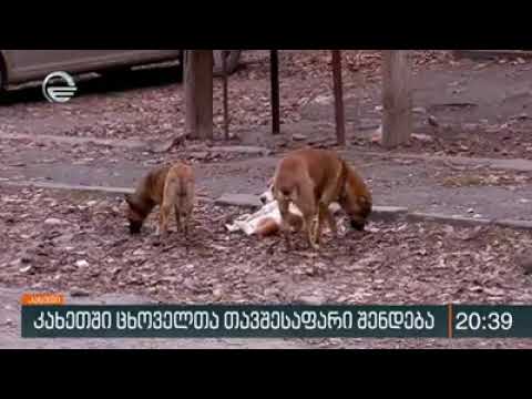 კახეთში ცხოველთა პირველი თავშესაფარი შენდება